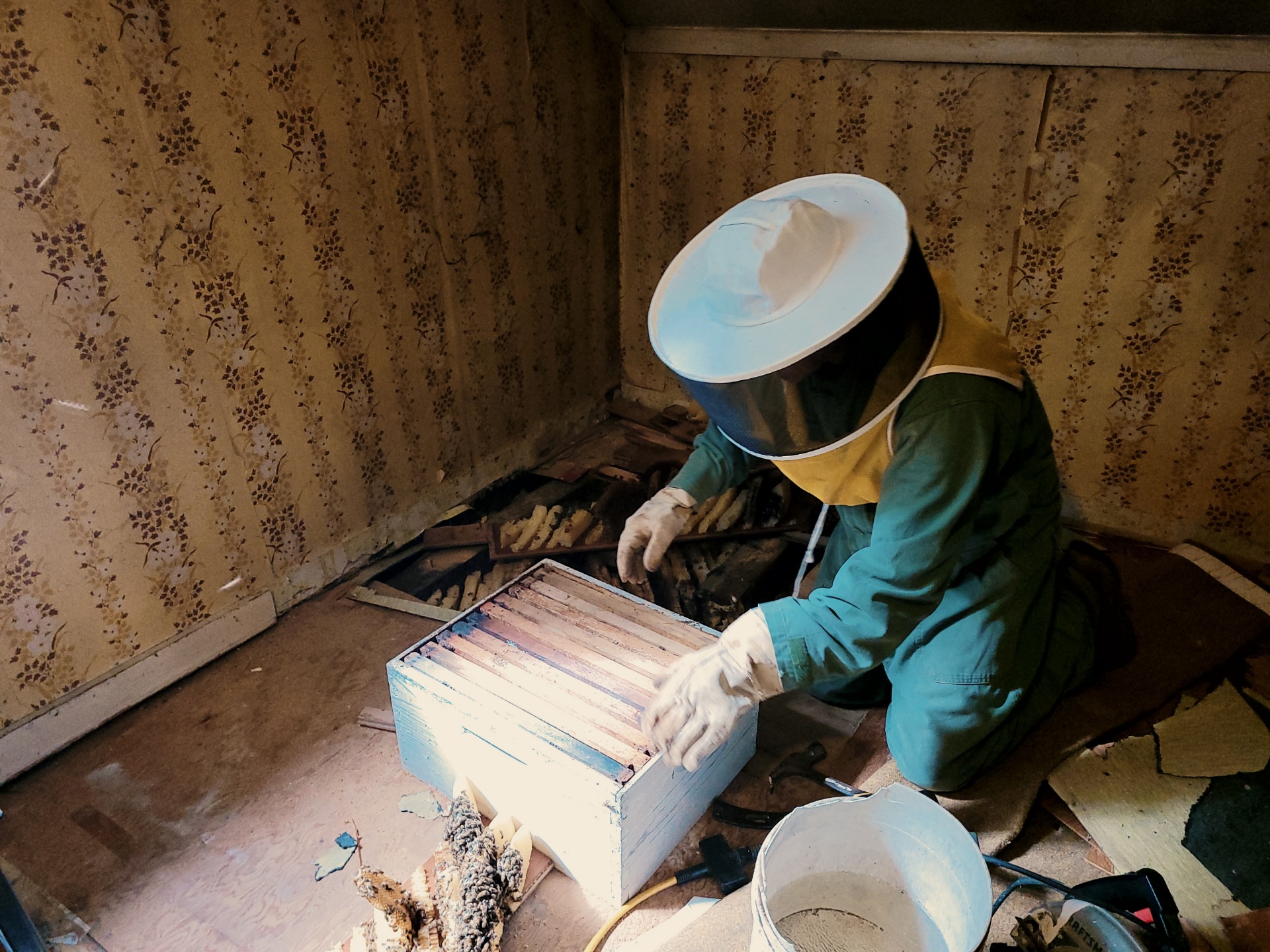 Laurel Highlands Bee Removal Laurel Highlands Bee Removal
