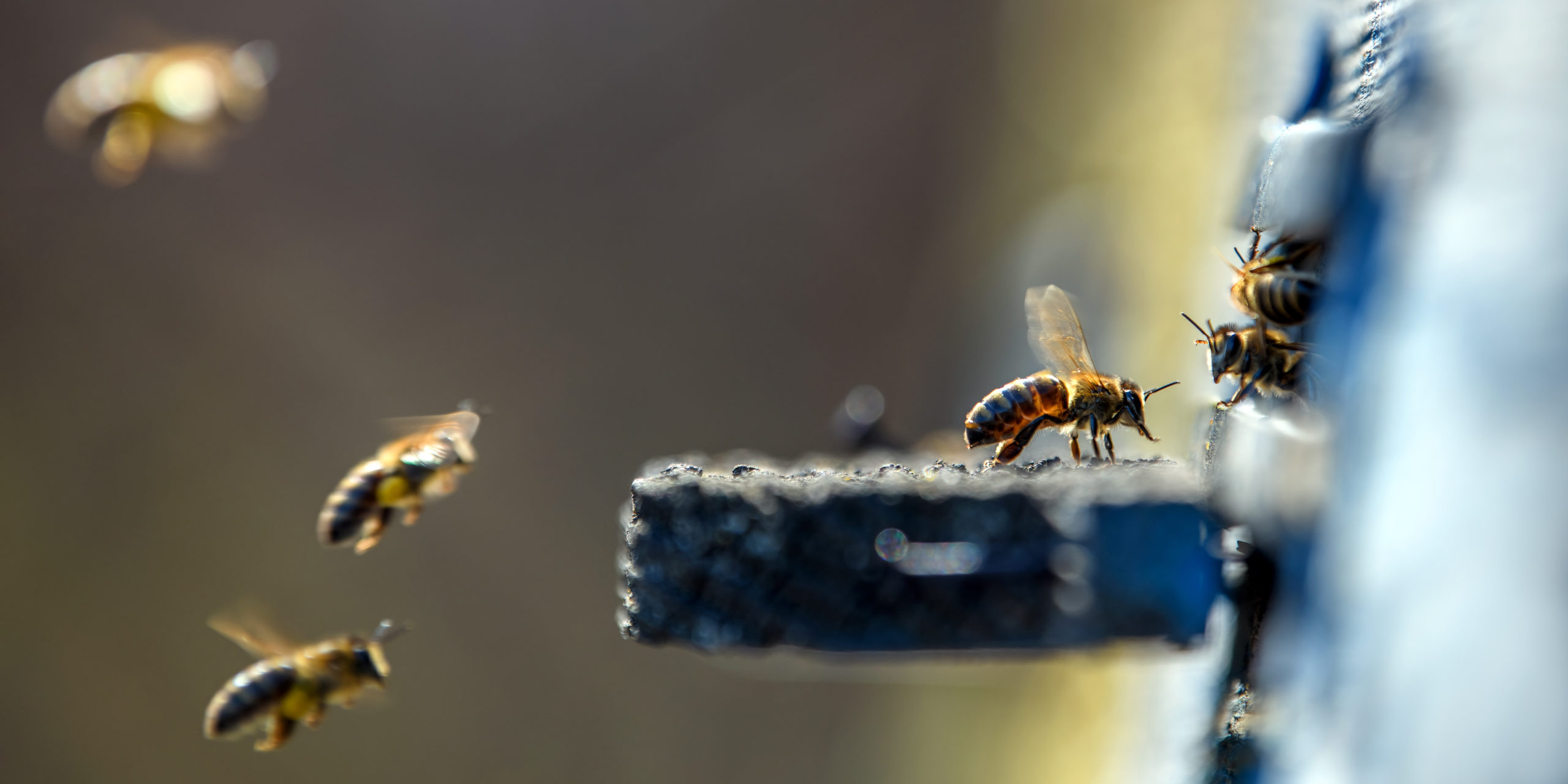 Bees getting inside the small hole of beehive